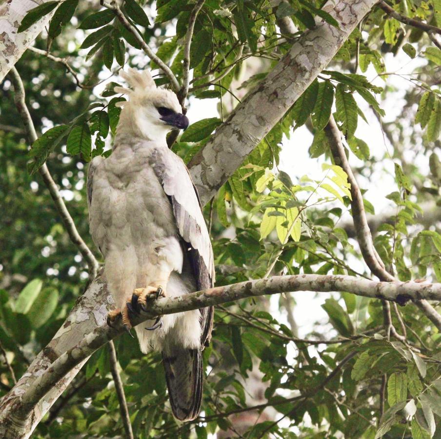 Wasai Tambopata Lodge المظهر الخارجي الصورة