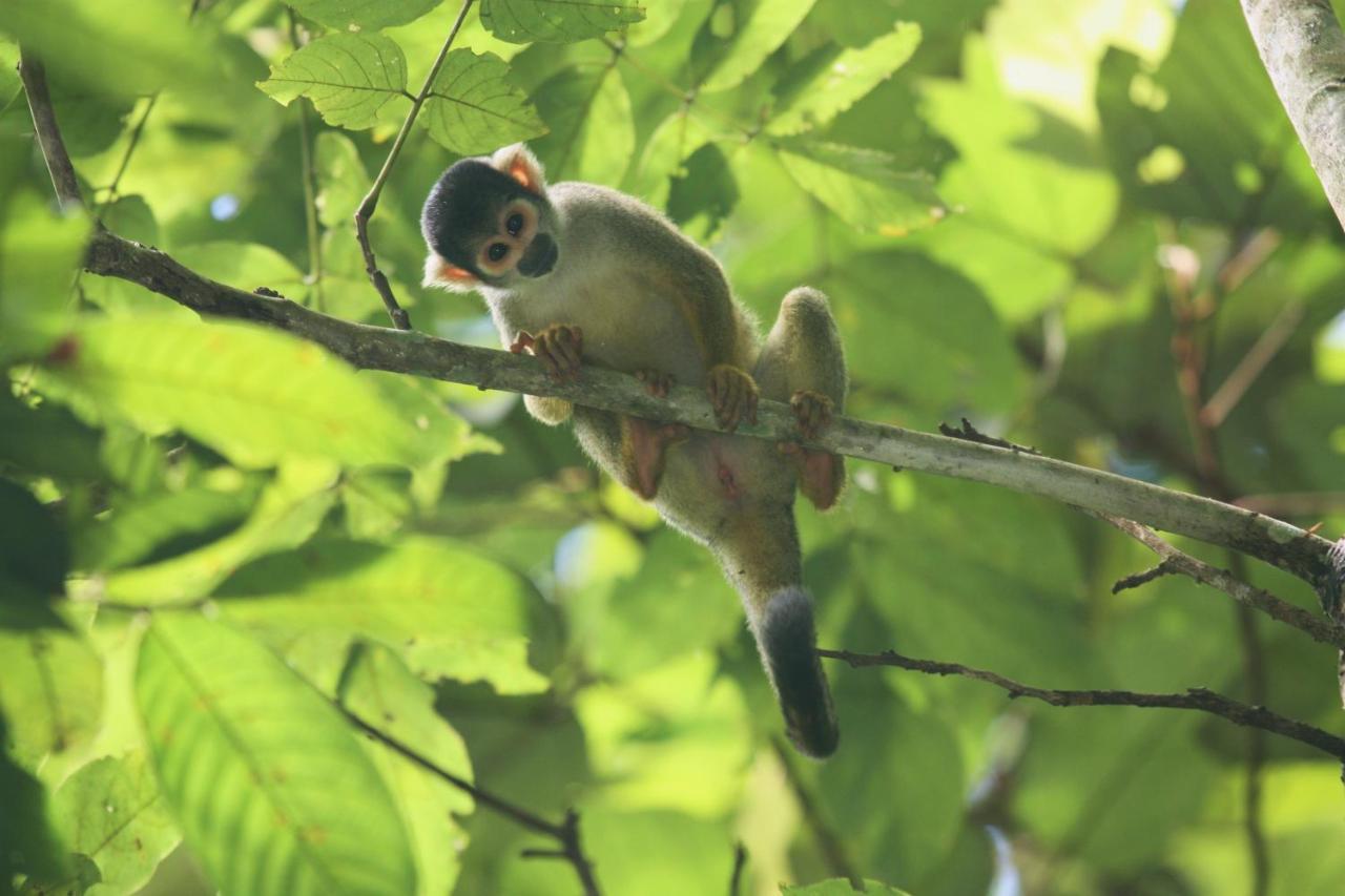 Wasai Tambopata Lodge المظهر الخارجي الصورة