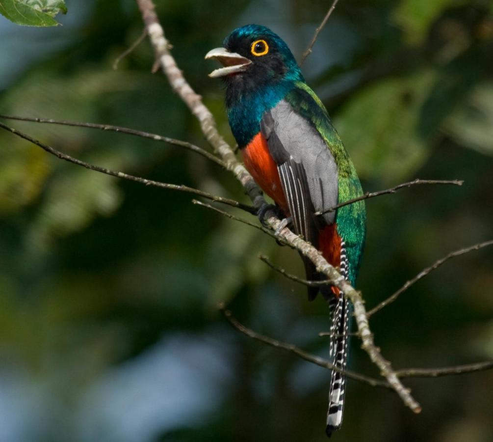 Wasai Tambopata Lodge المظهر الخارجي الصورة